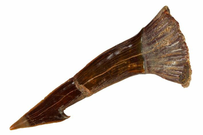 Fossil Sawfish (Onchopristis) Rostral Barb - Morocco #145676